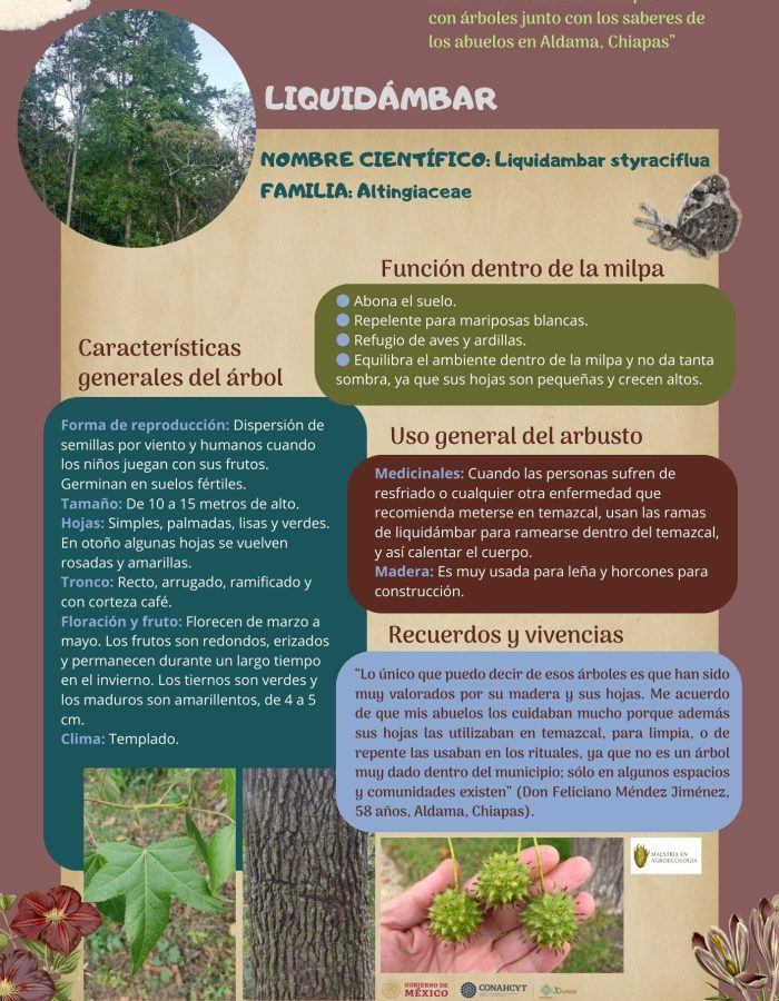 33. LIQUIDAMBAR "ESPAÑOL"