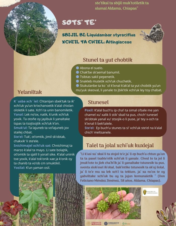 33. LIQUIDAMBAR "TSOTSIL"