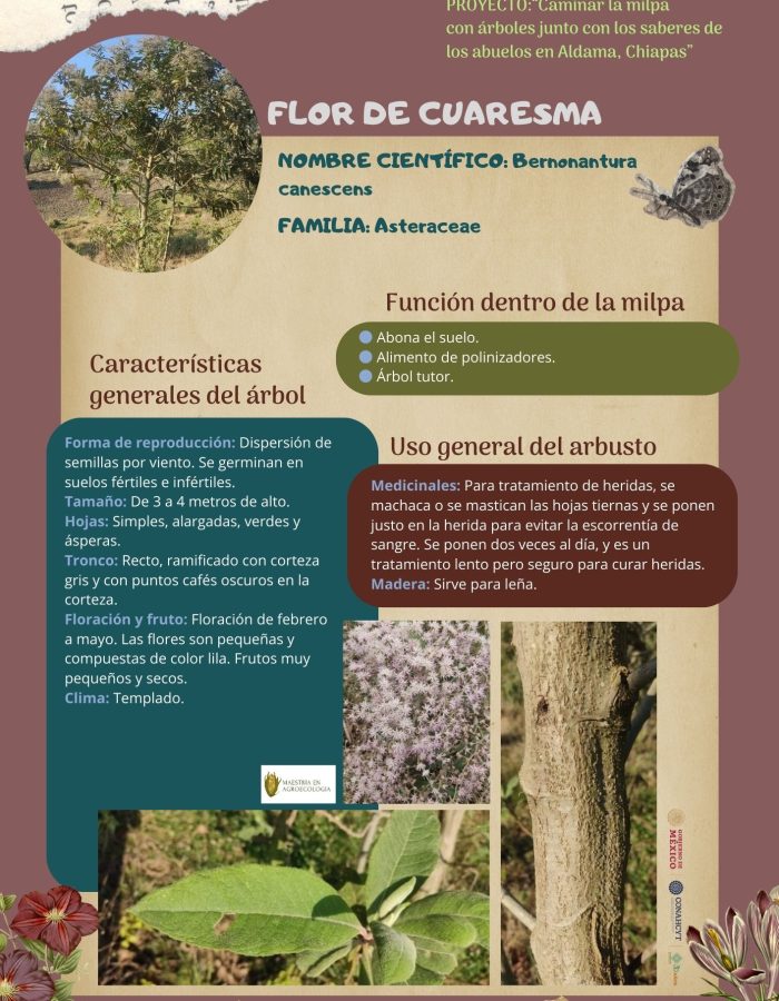 38. FLOR DE CUARESMA "ESPAÑOL