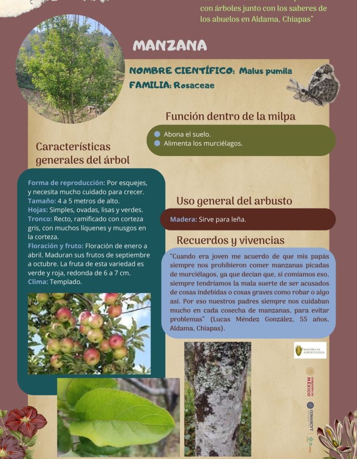 46. MANZANA "ESPAÑOL"