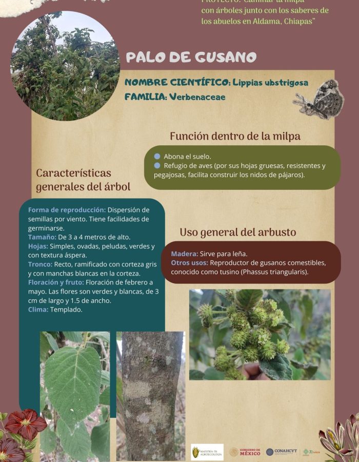47. PALO DE GUSANO "ESPAÑOL"